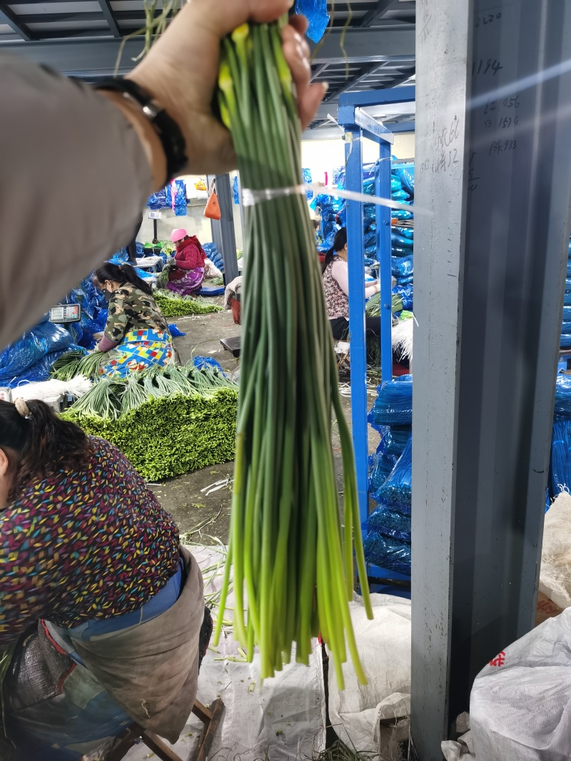 精品白帽蒜苔，精加工白帽蒜苔，一吨起批，随时有货
