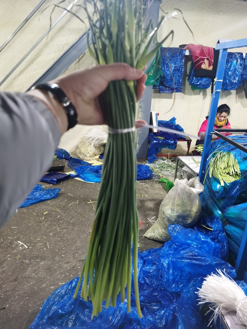 精品白帽蒜苔，精加工白帽蒜苔，一吨起批，随时有货