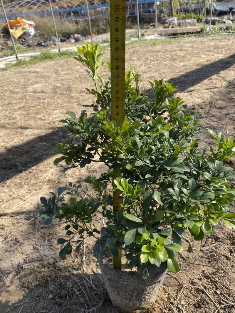 【推荐】米兰花，花开如米粒，自家基地种植，全国发货，基地直销