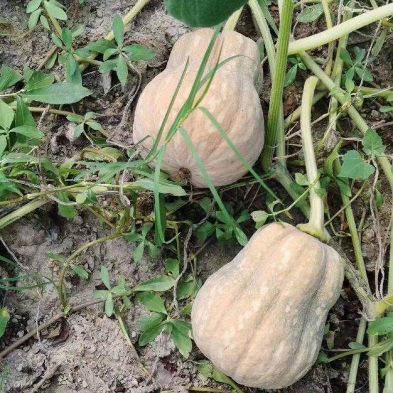 花生南瓜大量上市