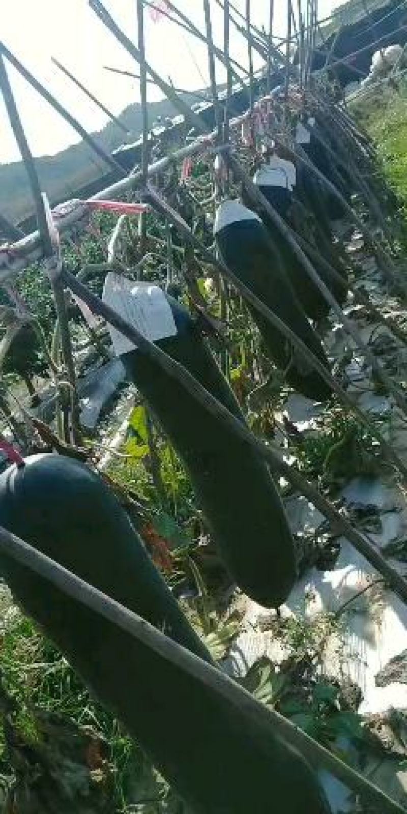 海南400多亩地出租可种农作物