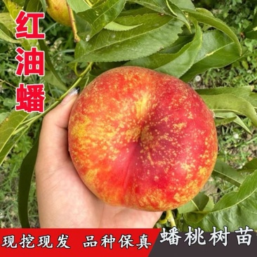 新品种红油蟠桃树苗嫁接桃树苗，脆甜桃子树苗南北方种植