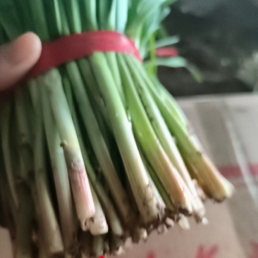 大量供应红根头刀韭菜小叶韭菜常年代办供应量大
