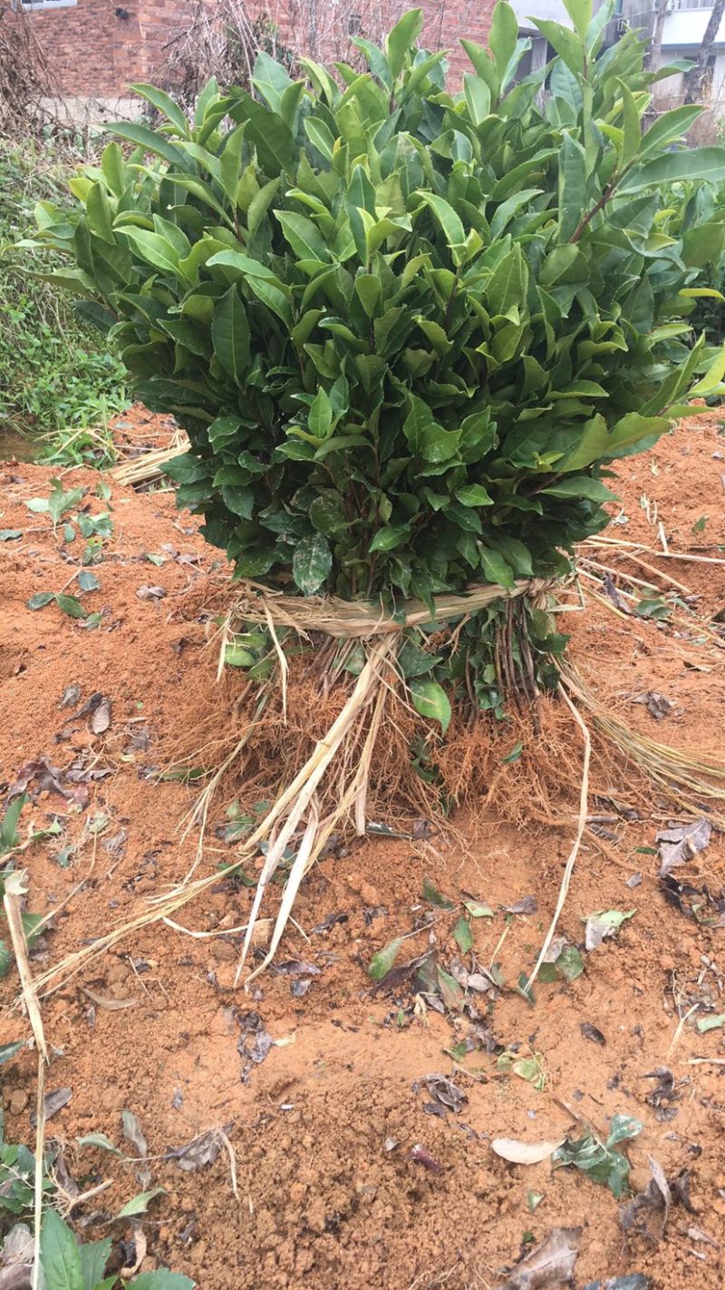 福建茶苗批发
