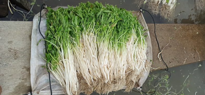 新鲜芹芽白芹