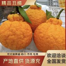 精品丑橘四川产地直供一手货源品质保证对接市场档口商超