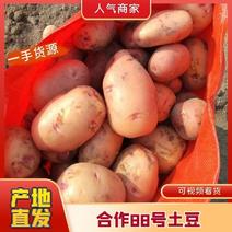 云南土豆红河合作88号土豆规格齐全品质欢迎咨询