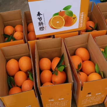 奉节脐橙商品果精品橙子规格齐全产地直发好货发往全国