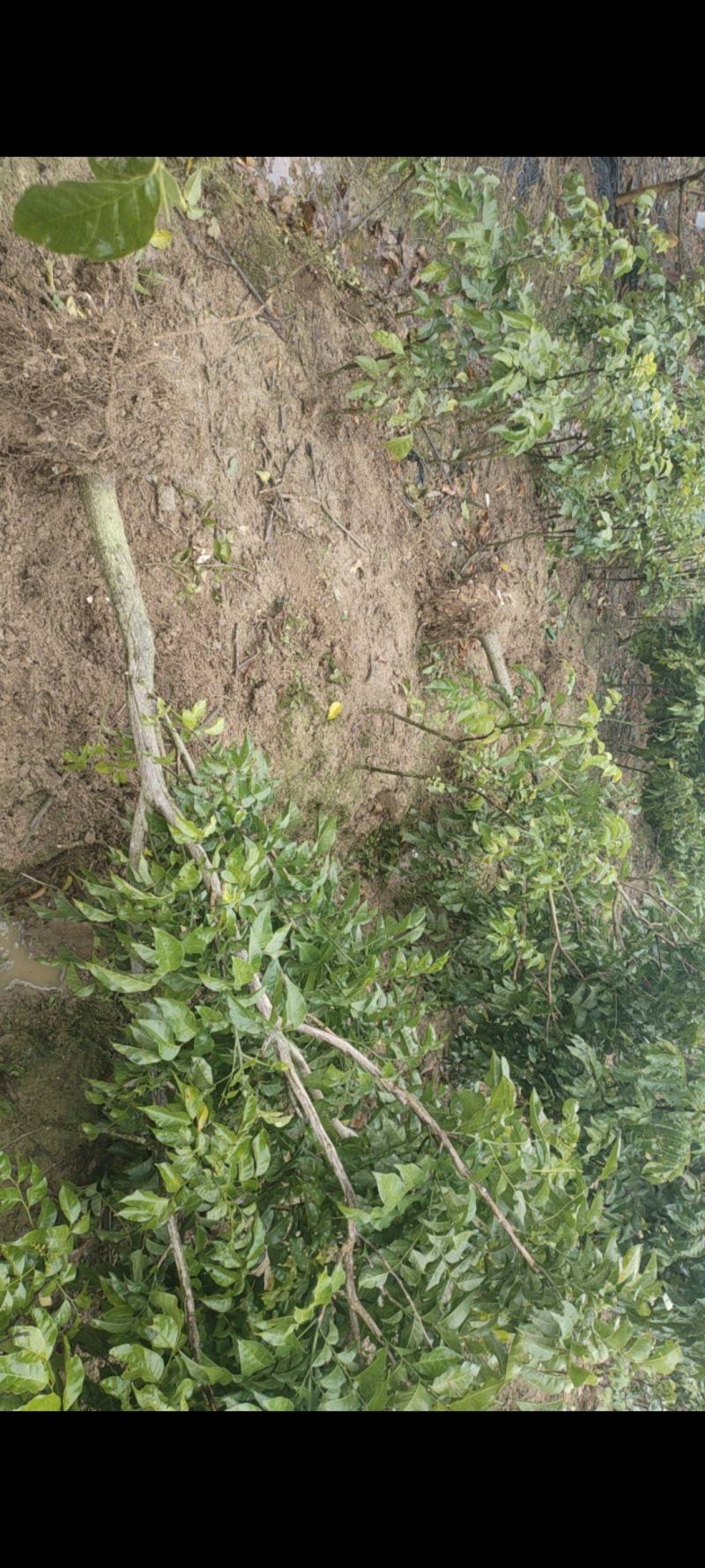 黑黄皮果大树苗，5公分