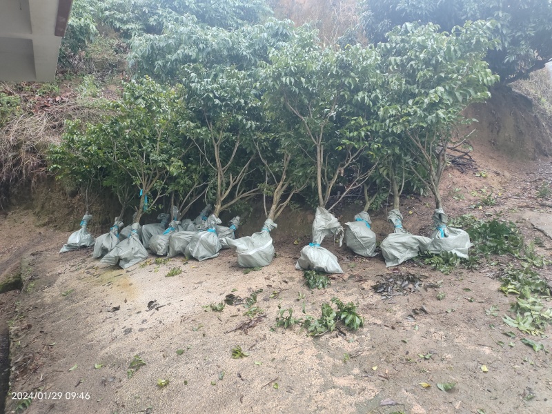 黑黄皮果大树苗，5公分