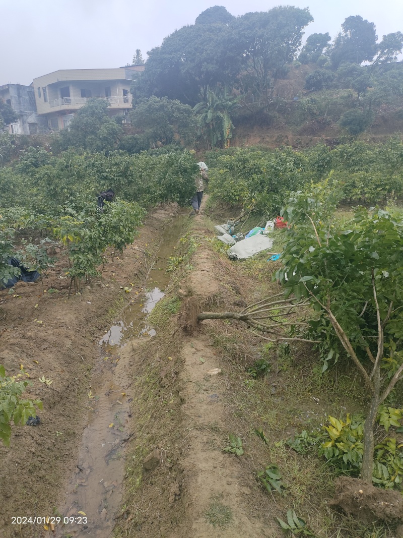 黑黄皮果大树苗，5公分