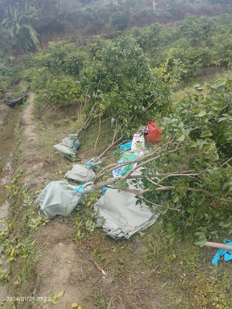 黑黄皮果大树苗，5公分