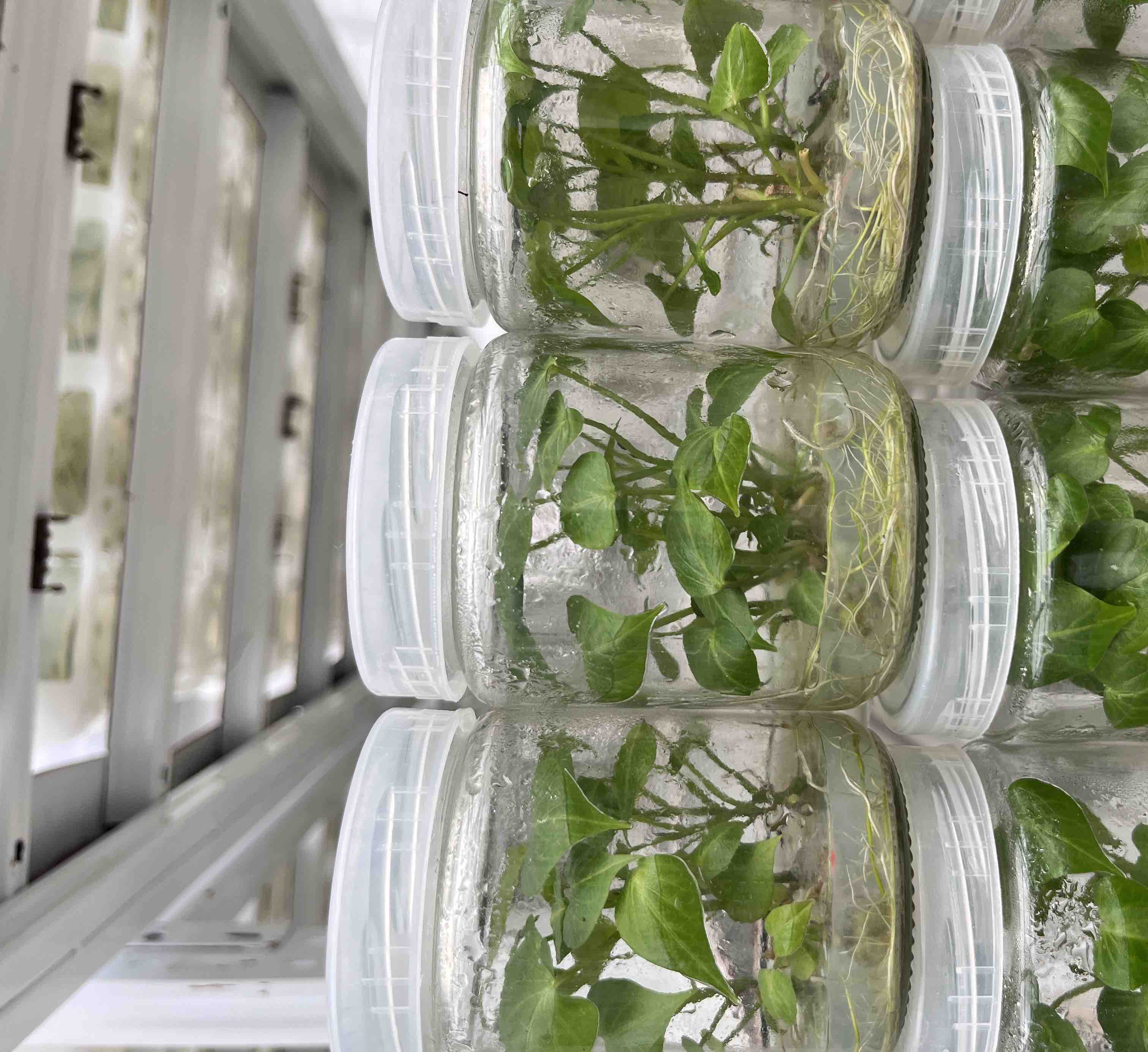 一个透明玻璃碗中装有半杯清水,红薯一半浸入水中,顶部伸出数条绿色藤蔓,根部隐约可见白色须根,背景为明亮窗台,展示水培生长状态 水培红薯发芽过程