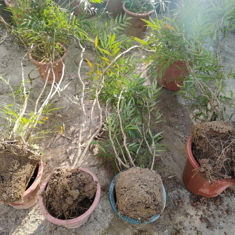精品熟桩及下山桩十大功劳