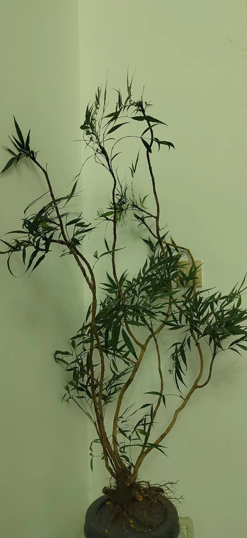 精品熟桩及下山桩十大功劳