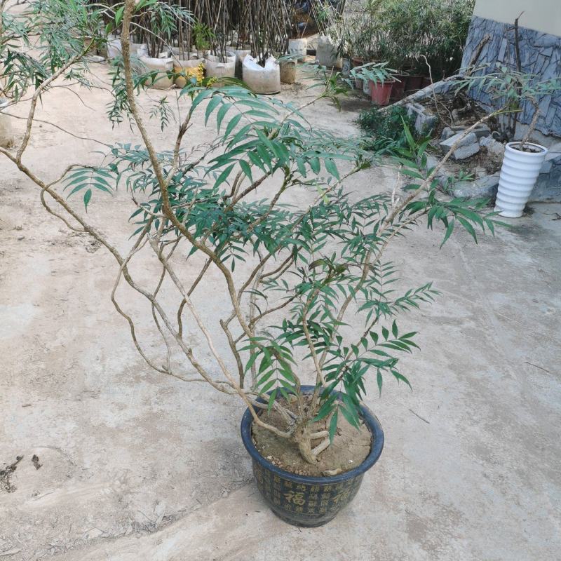 精品熟桩及下山桩十大功劳