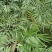 精品熟桩及下山桩十大功劳