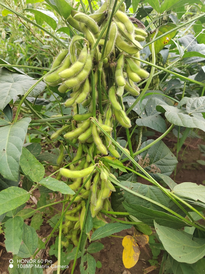 非转基因黄豆富硒高钙锌