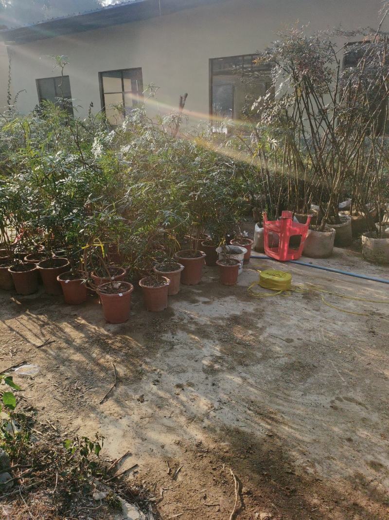 精品熟桩及下山桩十大功劳