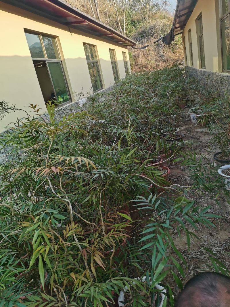 精品熟桩及下山桩十大功劳