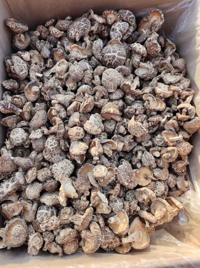 一件代发椴木茶花菇椴木干香菇整箱18公斤起批包邮