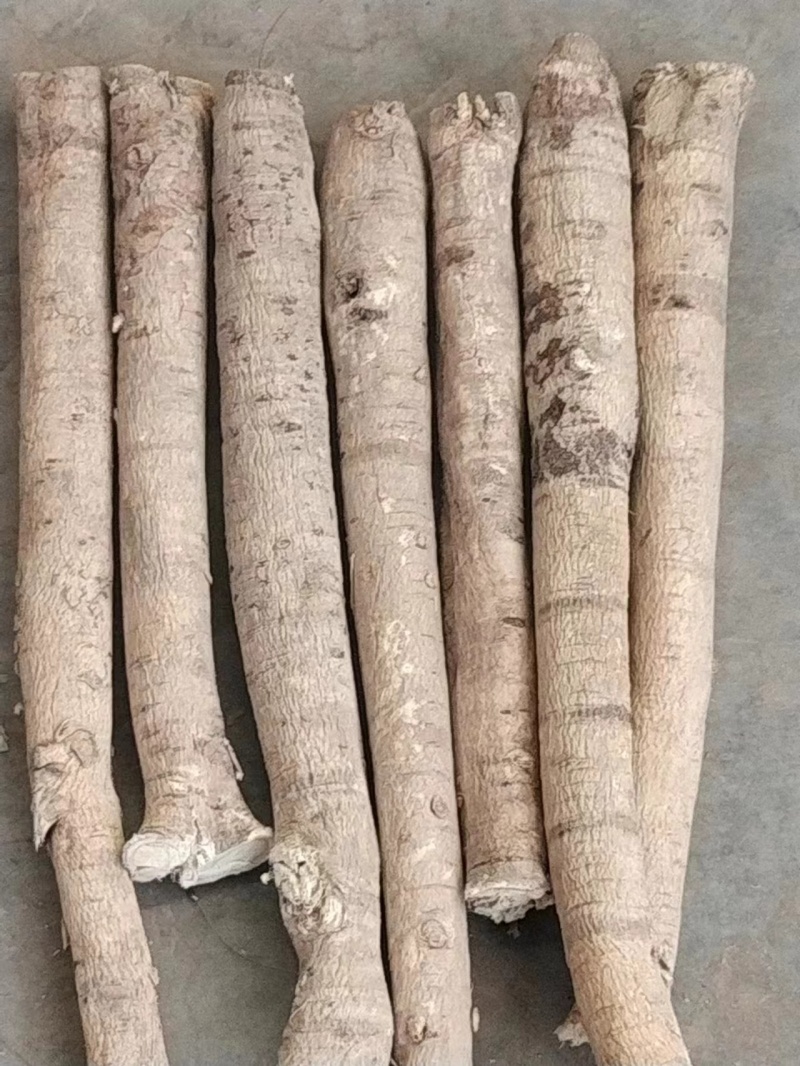 甘肃岷县黄芪条