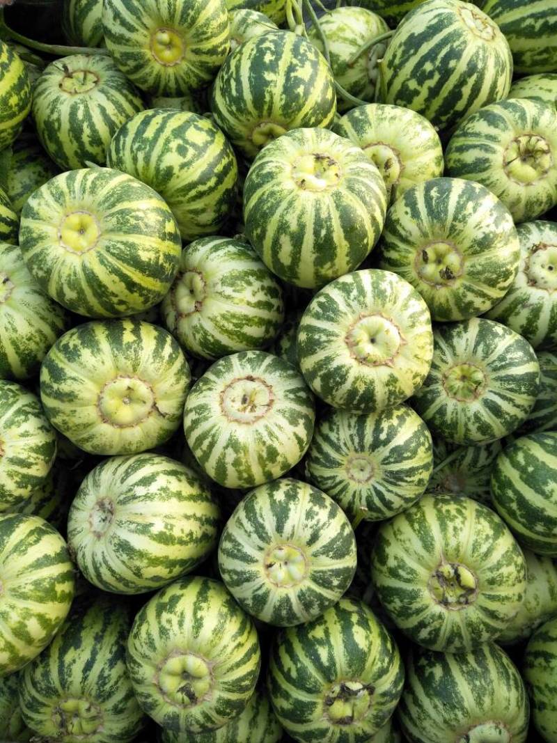 花美人甜瓜花蕾甜瓜甜度高，口感好，保熟保甜供应全国
