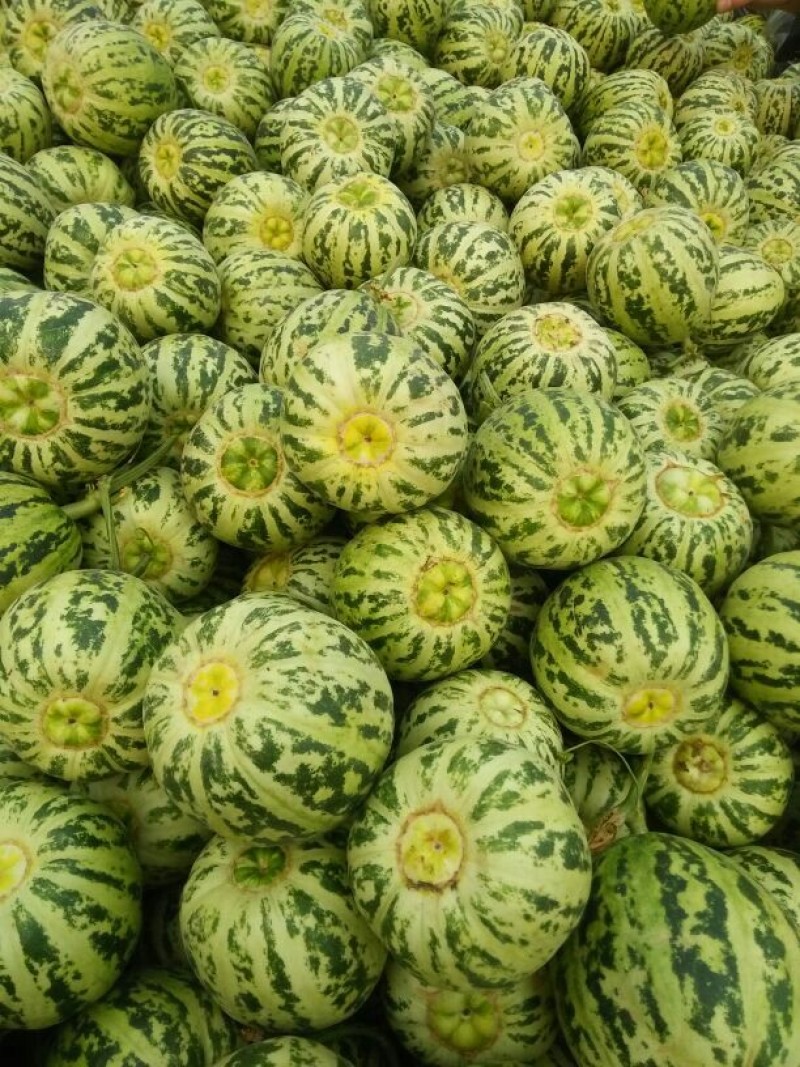 花美人甜瓜花蕾甜瓜甜度高，口感好，保熟保甜供应全国