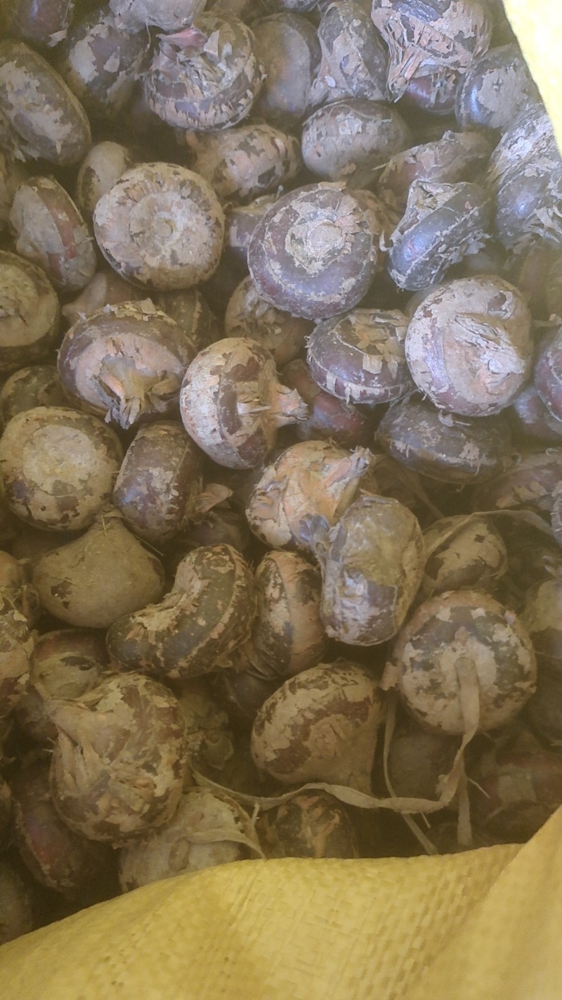 带泥干荸荠-电商货【珍珠马蹄】对接电商商超档口