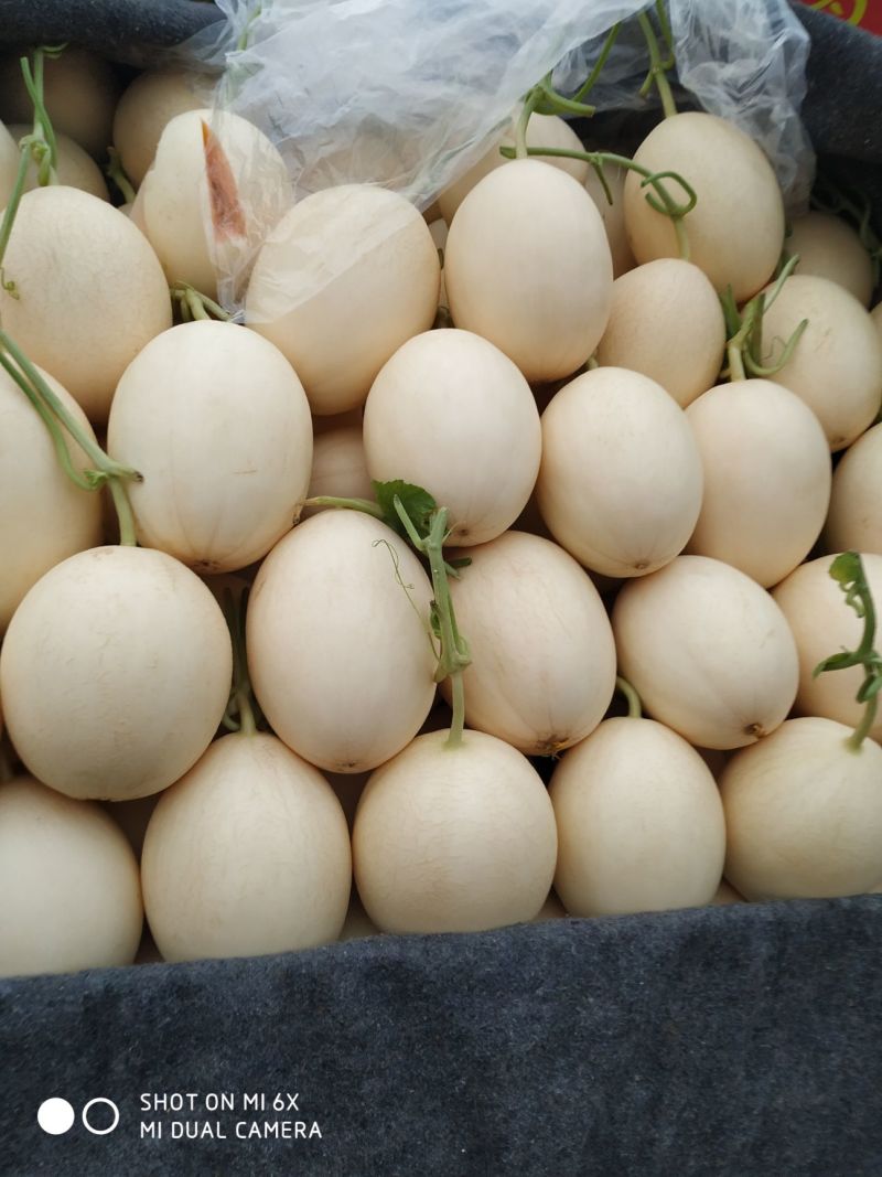 红金蜜甜瓜莘县精品蜜瓜货源充足代收代发全国发货