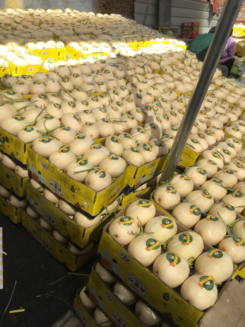 红金蜜甜瓜莘县精品蜜瓜货源充足代收代发全国发货