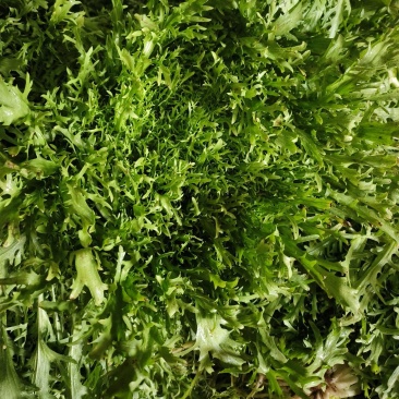 暖棚苦菊大量上市