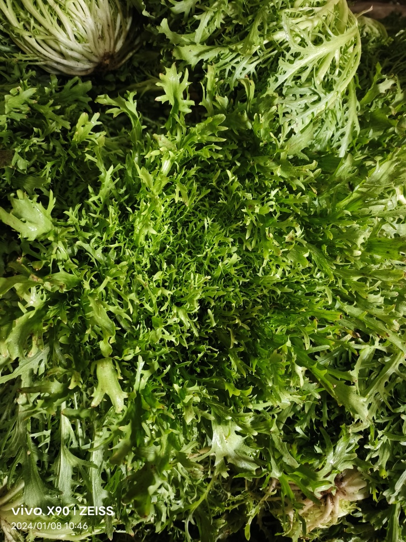 暖棚苦菊大量上市