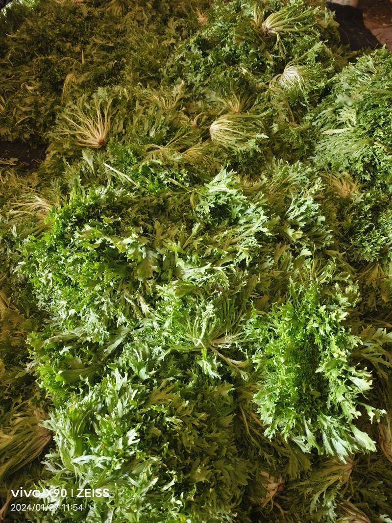 暖棚苦菊大量上市