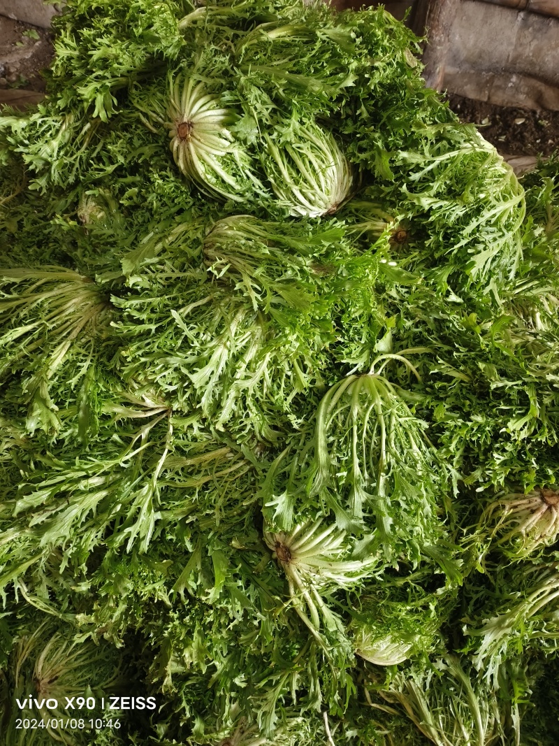 暖棚苦菊大量上市