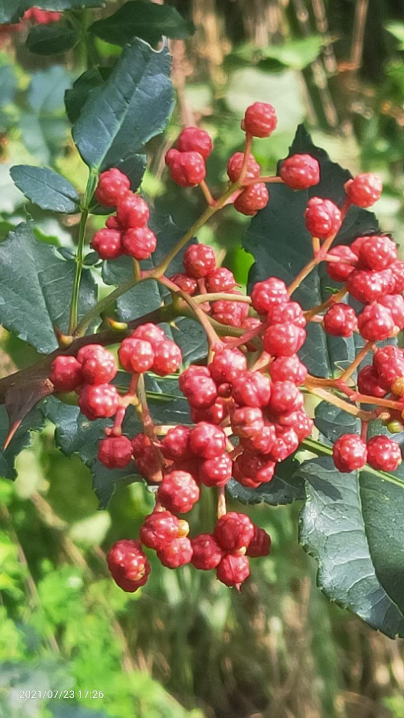 中国花椒之乡。宝鸡凤县花椒，凤县大红袍花椒（凤椒）