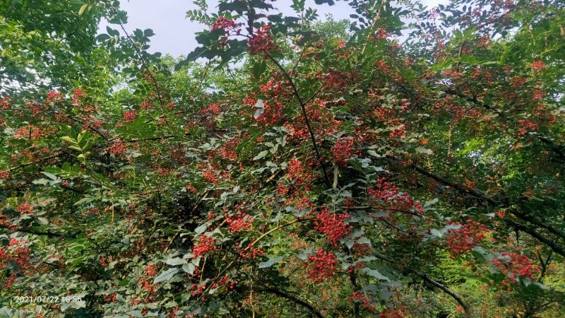 中国花椒之乡。宝鸡凤县花椒，凤县大红袍花椒（凤椒）