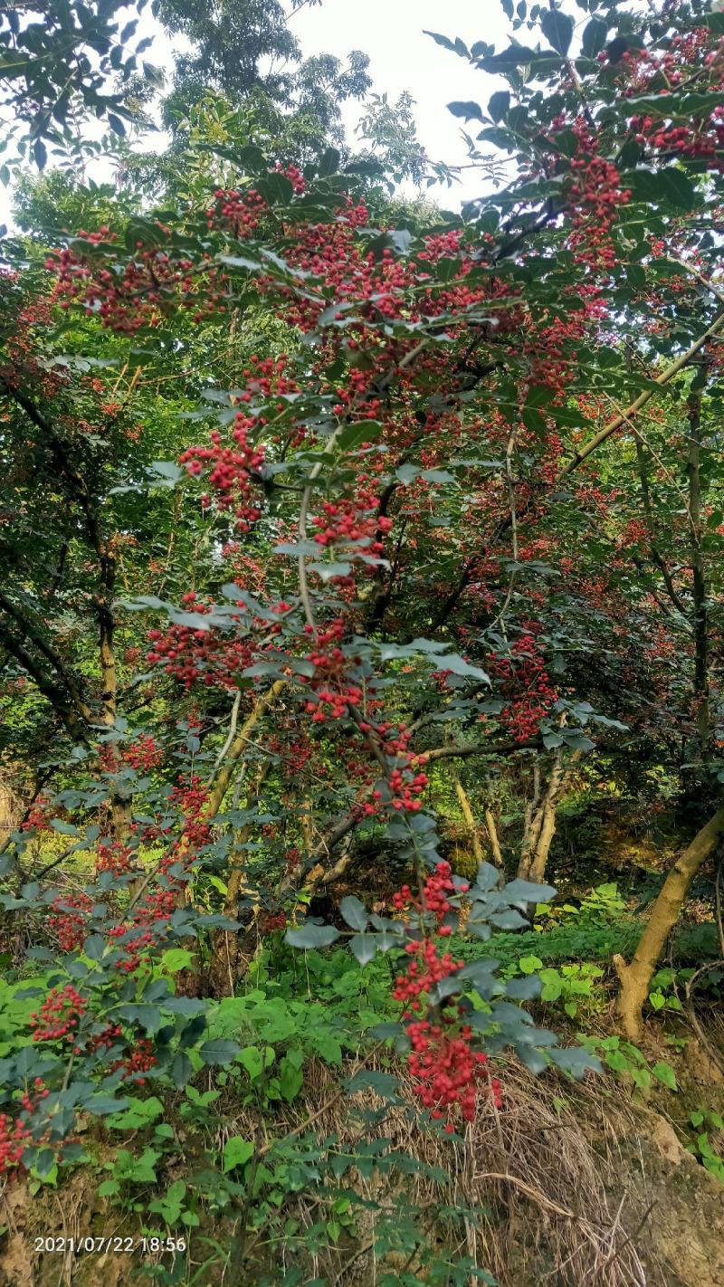 中国花椒之乡。宝鸡凤县花椒，凤县大红袍花椒（凤椒）