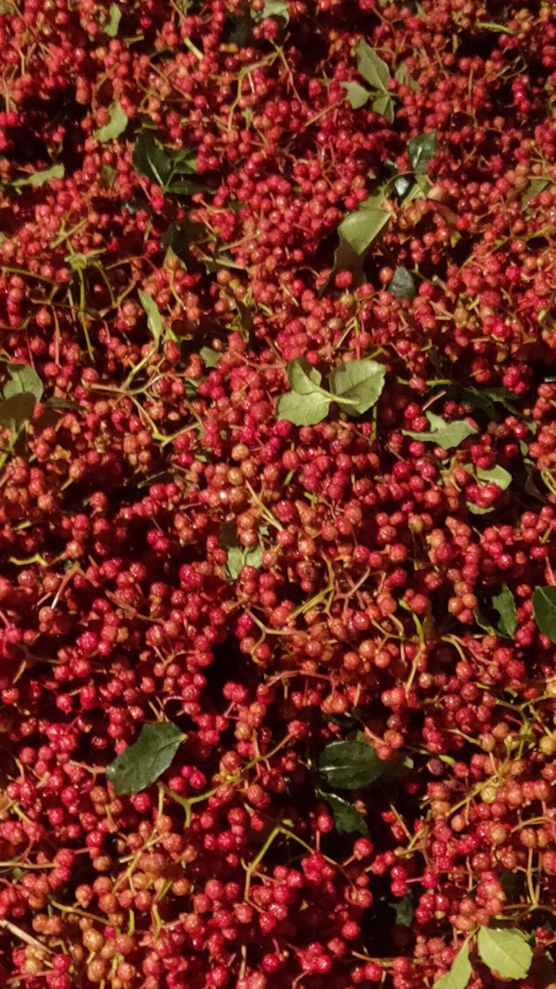 中国花椒之乡。宝鸡凤县花椒，凤县大红袍花椒（凤椒）