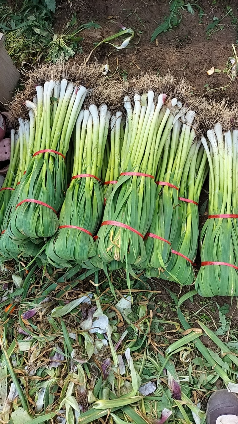 新鲜红根蒜苗红苗蒜苗大量上市产地直发