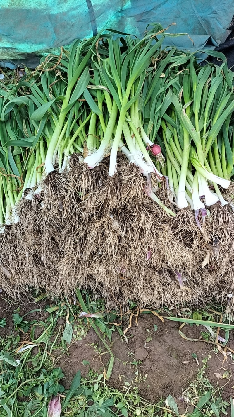 新鲜红根蒜苗红苗蒜苗大量上市产地直发