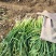 新鲜红根蒜苗红苗蒜苗大量上市产地直发