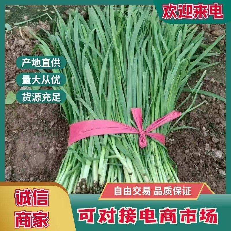 山东聊城莘县大量供应产地韭菜.电商商超市场质量保证