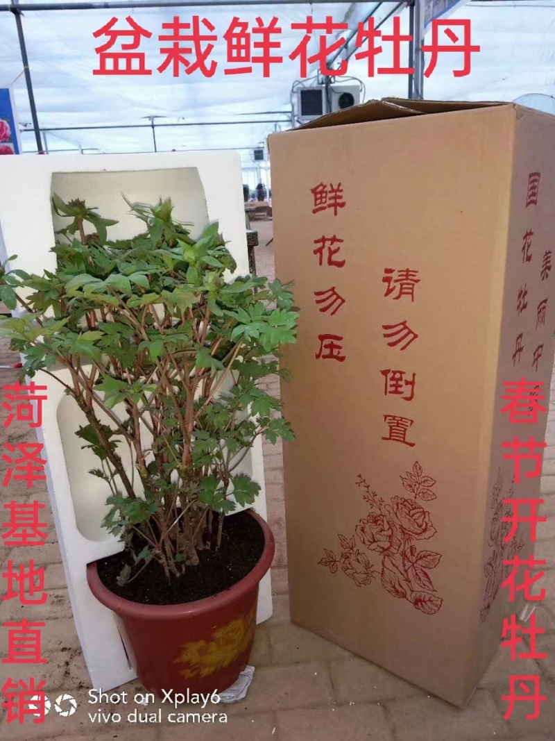 观赏牡丹送礼办公专用春节开花催花牡丹年宵牡丹