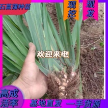 石菖蒲种苗野生石菖蒲苗成活率高苗圃直发货源充足批发