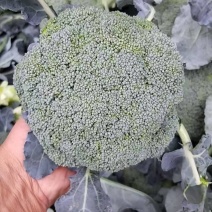 耐寒优秀西兰花
