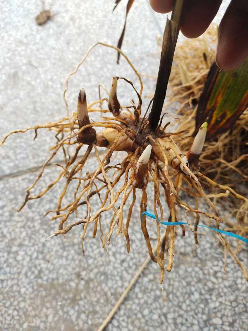 白芨批发量大从优精品之选一手货源保障