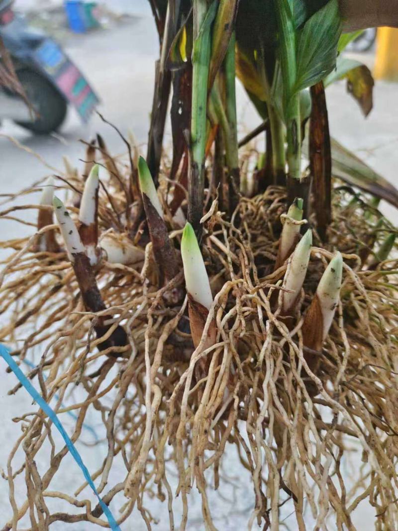 白芨批发量大从优精品之选一手货源保障