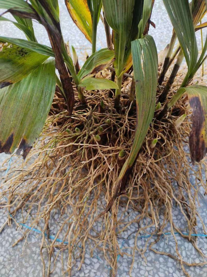 白芨批发量大从优精品之选一手货源保障