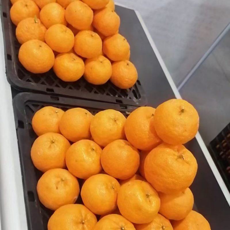 椪柑湖南湘西椪柑果肉多汁味甜产地一手货源